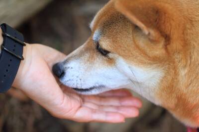 柴犬がみせる特有の行動『柴距離』とは？飼い主が必ず知っておくべきパーソナルスペースまで