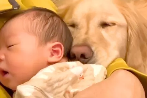 生まれた瞬間から『大型犬』と過ごした赤ちゃん→いつもそばで寄り添って…種族の壁を超えた『尊い成長記録』が296万再生「泣ける」「平和すぎ」