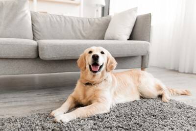 犬と『良好な関係性』を築くために必要なこと5つ　愛犬から信頼される飼い主の特徴とは？