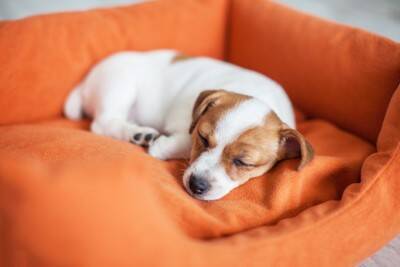 犬と『良好な関係性』を築くために必要なこと5つ　愛犬から信頼される飼い主の特徴とは？