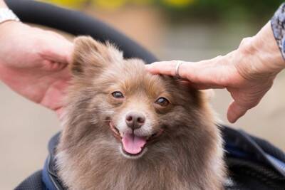 犬と『良好な関係性』を築くために必要なこと5つ　愛犬から信頼される飼い主の特徴とは？