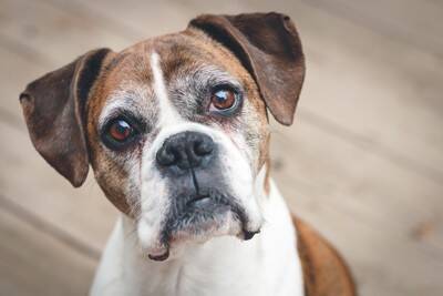 犬が『散歩に行きたい』ときにみせるサイン5つ　何度もアピールしてくるときにすべき対応まで