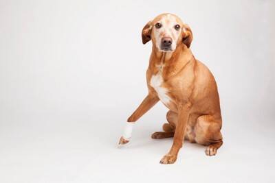 犬が『飛び跳ねる』理由とは？ピョンピョン跳ねるデメリットや対策まで