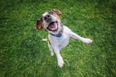 犬が『飛び跳ねる』理由とは？ピョンピョン跳ねるデメリットや対策まで