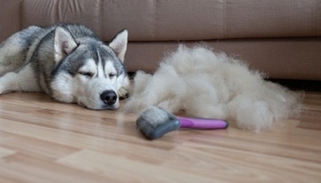 愛犬が失った『暗い夜』とは？獣医師が被毛との意外な関係を解説
