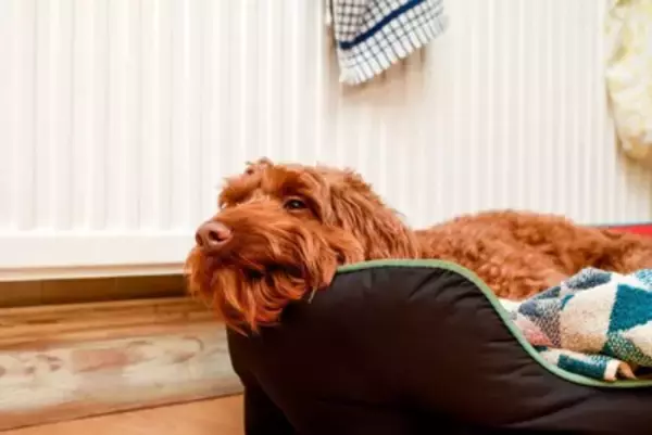 犬の『心を落ち着かせる』ためにすべき配慮5つ　飼い主が意識すべき思いやりや見直すべき生活習慣まで