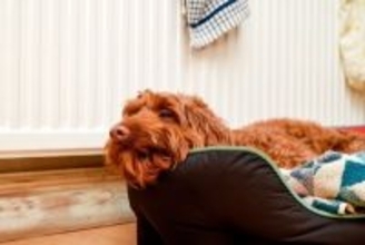 犬の『心を落ち着かせる』ためにすべき配慮5つ　飼い主が意識すべき思いやりや見直すべき生活習慣まで