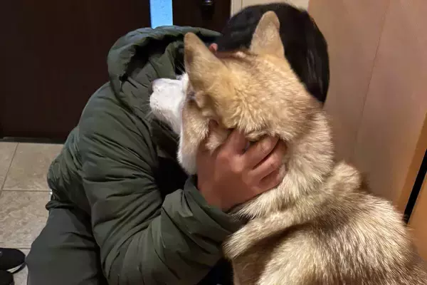 性格が正反対な『シベリアンハスキーの親子』→パパが出かけると…違いが顕著に表れる光景に反響「めっちゃ事務的で草」「面白すぎるｗ」と爆笑