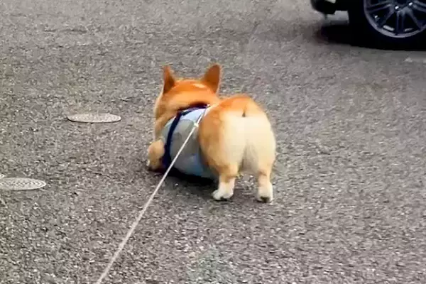 なぜか散歩に行きたがらない犬→『ママが来ないからかな』と思っていたら…『まさかの理由』に絶賛の声「頑固で草」「笑顔が最高ｗ」と88万再生