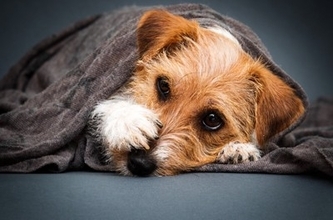 『臆病な犬』がする行動５選　ビビリな性格になってしまう原因や注意すべきサインまで