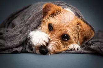 『臆病な犬』がする行動５選　ビビリな性格になってしまう原因や注意すべきサインまで