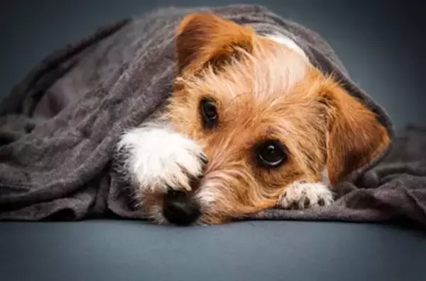 『臆病な犬』がする行動５選　ビビリな性格になってしまう原因や注意すべきサインまで