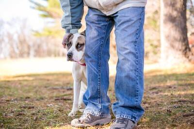 『臆病な犬』がする行動５選　ビビリな性格になってしまう原因や注意すべきサインまで