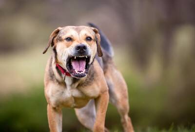 『臆病な犬』がする行動５選　ビビリな性格になってしまう原因や注意すべきサインまで