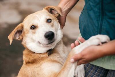 『臆病な犬』がする行動５選　ビビリな性格になってしまう原因や注意すべきサインまで