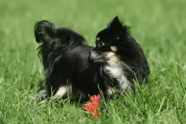 『天然な犬』がよくする行動5選　抜けている性格がゆえのリスクや飼い主がすべき対策まで