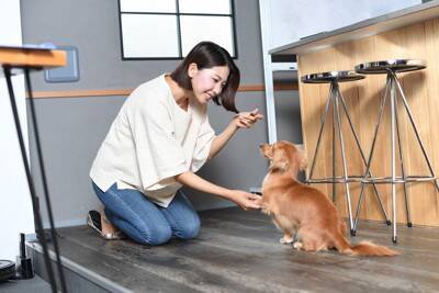 『天然な犬』がよくする行動5選　抜けている性格がゆえのリスクや飼い主がすべき対策まで
