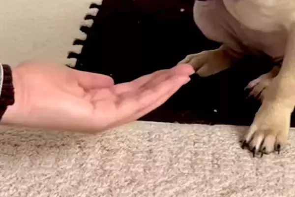 子犬に『おて』と言ってみた結果→『おててを置いてくれる』かと思いきや…まさかの行動が可愛すぎると45万再生「焦らしの天才」「潔癖症かｗ」