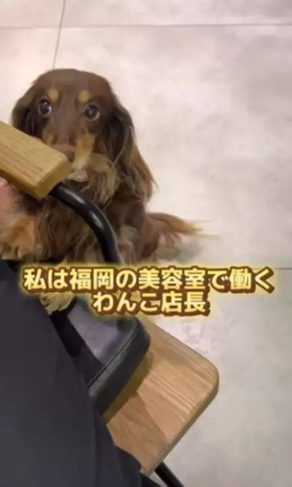 『美容室の看板犬』がお仕事を終えると？…まさかの"飼い主には塩対応"な光景が36万再生「癒されに行きたい」「家ではゆっくりしたいのね」