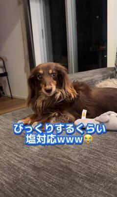 『美容室の看板犬』がお仕事を終えると？…まさかの"飼い主には塩対応"な光景が36万再生「癒されに行きたい」「家ではゆっくりしたいのね」