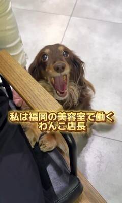 『美容室の看板犬』がお仕事を終えると？…まさかの"飼い主には塩対応"な光景が36万再生「癒されに行きたい」「家ではゆっくりしたいのね」