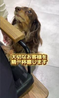 『美容室の看板犬』がお仕事を終えると？…まさかの"飼い主には塩対応"な光景が36万再生「癒されに行きたい」「家ではゆっくりしたいのね」