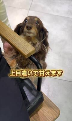 『美容室の看板犬』がお仕事を終えると？…まさかの"飼い主には塩対応"な光景が36万再生「癒されに行きたい」「家ではゆっくりしたいのね」