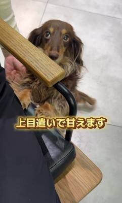 『美容室の看板犬』がお仕事を終えると？…まさかの"飼い主には塩対応"な光景が36万再生「癒されに行きたい」「家ではゆっくりしたいのね」