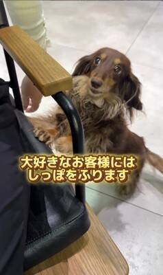 『美容室の看板犬』がお仕事を終えると？…まさかの"飼い主には塩対応"な光景が36万再生「癒されに行きたい」「家ではゆっくりしたいのね」