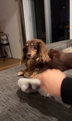 『美容室の看板犬』がお仕事を終えると？…まさかの"飼い主には塩対応"な光景が36万再生「癒されに行きたい」「家ではゆっくりしたいのね」