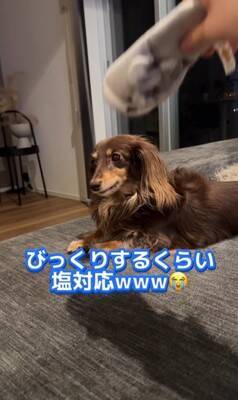 『美容室の看板犬』がお仕事を終えると？…まさかの"飼い主には塩対応"な光景が36万再生「癒されに行きたい」「家ではゆっくりしたいのね」