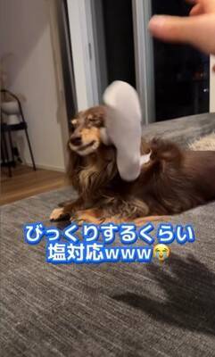 『美容室の看板犬』がお仕事を終えると？…まさかの"飼い主には塩対応"な光景が36万再生「癒されに行きたい」「家ではゆっくりしたいのね」