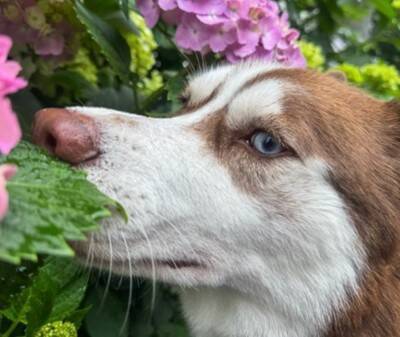 ハスキー犬が『プールではしゃぎ過ぎた』結果…まさかの『アニメのような瞬間』が面白すぎると33万表示「消えてくの草」「心配してるｗ」と爆笑