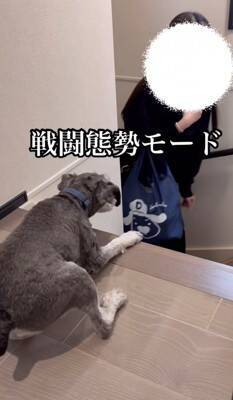 『大好きなおばあちゃんがきた！』と大興奮する犬→違う人だった結果…辛辣すぎる『素直なリアクション』が146万再生「わかりやすくて草」の声