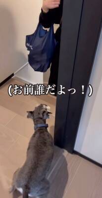 『大好きなおばあちゃんがきた！』と大興奮する犬→違う人だった結果…辛辣すぎる『素直なリアクション』が146万再生「わかりやすくて草」の声