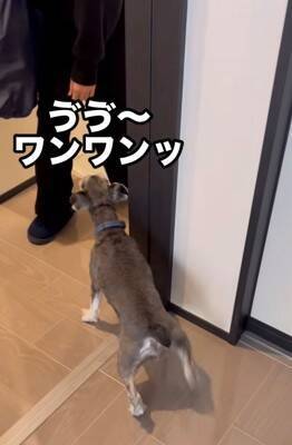 『大好きなおばあちゃんがきた！』と大興奮する犬→違う人だった結果…辛辣すぎる『素直なリアクション』が146万再生「わかりやすくて草」の声