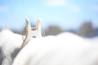 犬が『布団を好む』理由５選　一緒に寝たがる心理や意外と知らないリスクまで解説