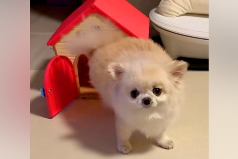 ぬいぐるみの家に入ろうとするチワワ→『小さくて入らないかな』と思ったら…とんでもなく可愛い結末が17万再生「癒し」「最後のキメ顔も素敵」