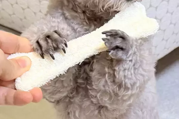 『前世はフルート奏者…？』犬におもちゃを渡してみたら、まさかの『優雅すぎる表情』に1万いいね「中に人いるでしょｗ」「音色が聞こえてくる」