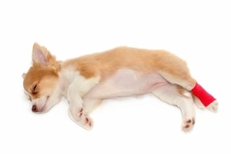 小型犬の飼い主が『ゾッとしたこと』6つ　暮らしの中で起こり得る危険なトラブルとは？