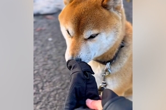 散歩中、手袋を片方落としてしまった女性→犬に探してもらった結果…称賛が相次いだ『結末』が56万再生「言葉分かってる…賢すぎる」「名探偵」