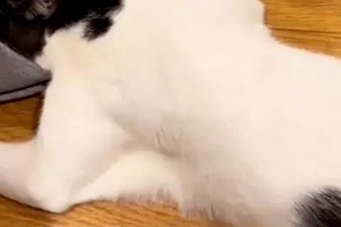 猫が『犬にしつこく遊びに誘われた』結果→必死に逃げようと、スリッパの中に…思わず笑う『緊急避難の仕方』に反響「コント？ｗ」「見えてて草」