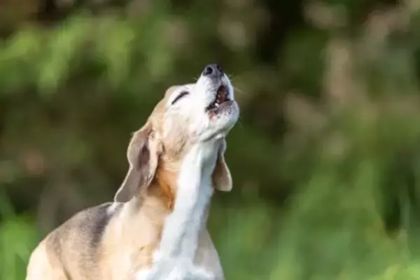犬がみせる『本能的な行動』9つ　野性味溢れる仕草の意味や止めさせる方法までご紹介