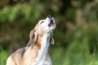 犬がみせる『本能的な行動』9つ　野性味溢れる仕草の意味や止めさせる方法までご紹介