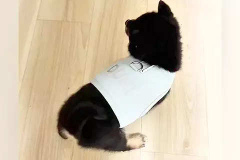 赤ちゃん犬が『生まれて初めて洋服を着た』結果→見守っていたら…とんでもなく尊い『まさかの反応』に悶絶「コテンｗｗ」「可愛いが詰まってる」