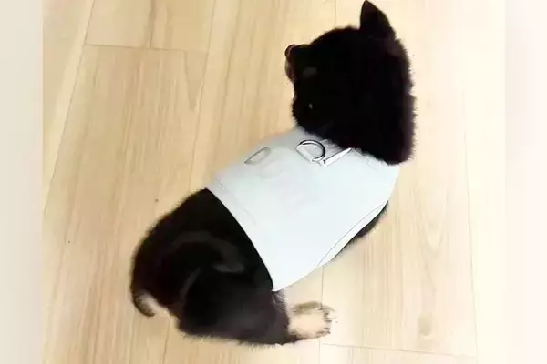 赤ちゃん犬が『生まれて初めて洋服を着た』結果→見守っていたら…とんでもなく尊い『まさかの反応』に悶絶「コテンｗｗ」「可愛いが詰まってる」
