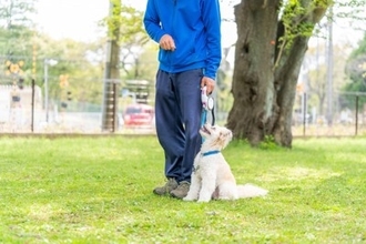 犬から『馬鹿にされる人』の特徴4選　愛犬からの信頼を失ってしまうタブー行為や改善策まで