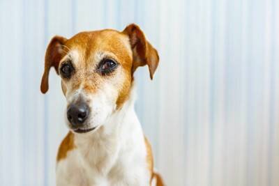 犬から『馬鹿にされる人』の特徴4選　愛犬からの信頼を失ってしまうタブー行為や改善策まで