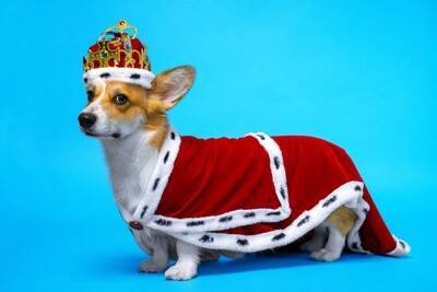 犬から『馬鹿にされる人』の特徴4選　愛犬からの信頼を失ってしまうタブー行為や改善策まで