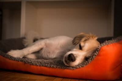 犬が『熟睡できる環境』５選　愛犬が快適だと感じる寝床の状態や注意点まで